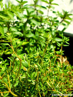 El Tomilllo en Fichas de Plantas Medicinales