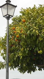 propiedades medicinales de la naranja amarga
