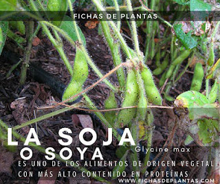  Soja, Leguminosas en los Bosques Comestibles
