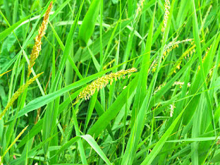 Fichas de Plantas Medicinales