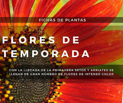 Fichas de Plantas de flores de temporada