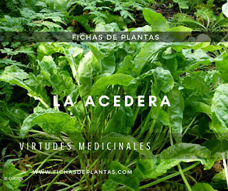 Acedera, Rumex acetosa, Propiedades Medicinales y Comestibles