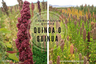 Chenopodium quinoa, Quinua o Quinoa