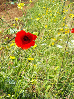 Papaver rhoeas, Amapola utilizada como remedio natural para la tos