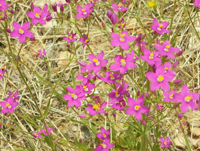 Centaurium umbellatum