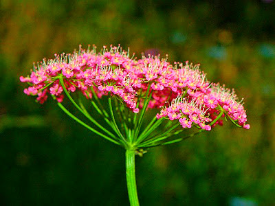 Pinpinela Negra en Fichas de Plantas Medicinales