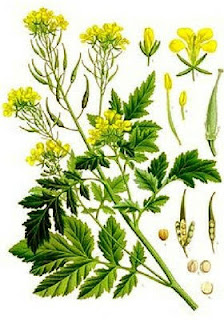 Mostaza Amarilla, Sinapsis alba