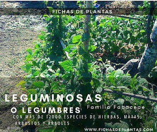  Que son las Legumbres o Leguminosas o fabáceas