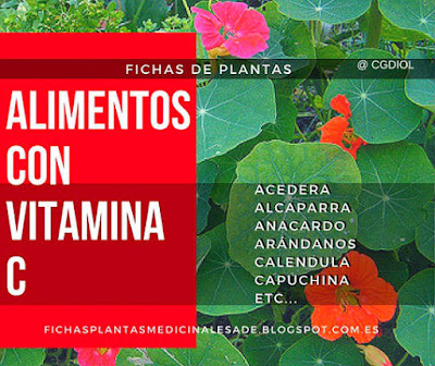 Plantas con presencia de Antioxidantes por su contenido de vitamina C