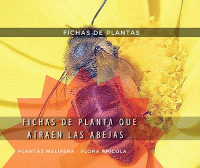Plantas buenas para las abejas las Meliferas