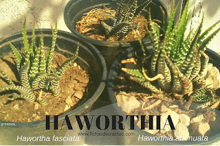 Haworthia, Aloe cebra