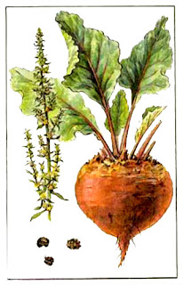 Fichas de Plantas Medicinales