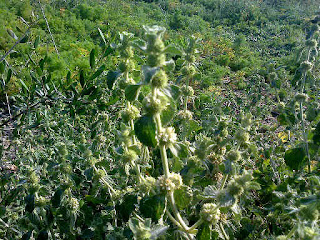 Marrubio, Fichas de Plantas Medicinales