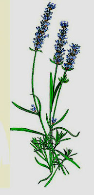 Para qué sirve lavandina