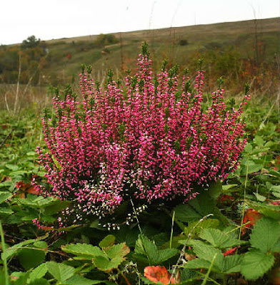 Brecina, Calluna vulgaris en Fichas de Plantas