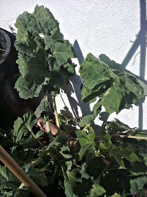 BERZA, Brassica oleracea, Fichas de Plantas Medicinales del Mediterráneo