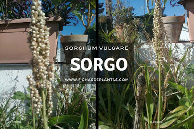 Sorgo Planta Comestible especial para celiacos