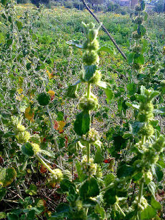 Marrubio, Marrubium vulgare