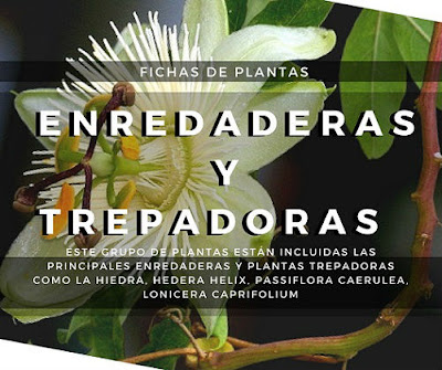 ENREDADERAS Y TREPADORAS Fichas de Plantas
