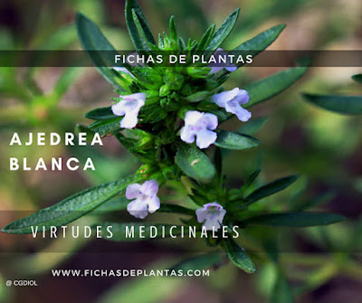 Ajedrea Blanca Plantas Aromaticas y Medicinales del bosque mediterraneo