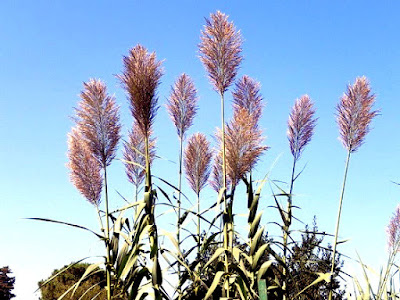 Fichas de Plantas Medicinales