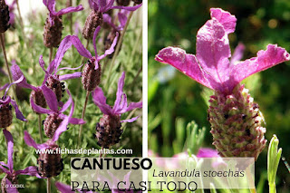  Lavandula stoechas, Cantueso en Fichas de Plantas Aromáticas y Medicinales