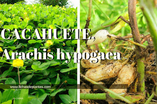 Cacahuete nombre cientifico Arachis hypogaea