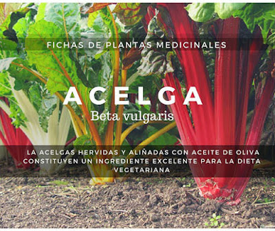 Acelga Planta procede de la Acelga Marina o Acelga Bravía 