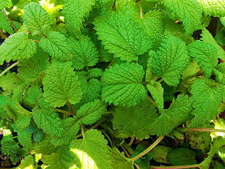 propiedades medicinales y usos de la Melisa