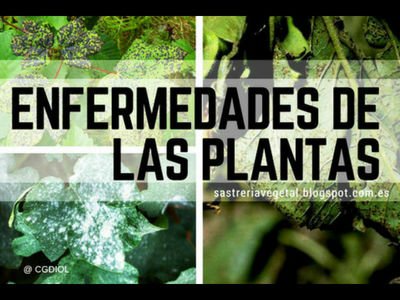 Lista de enfermedades, Fichas de Plantas