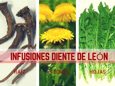 Diente de León Infusiones