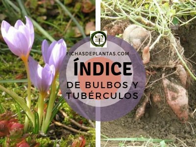 Ficha de Bulbos y Tubérculos