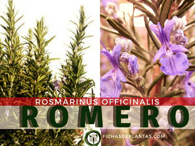R. officinalis, Romero