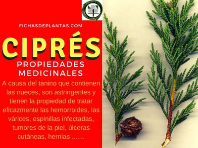 ciprés-propiedades