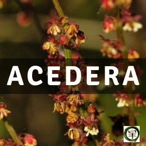 Acedera, Planta Medicinal