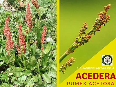 Acedera Planta Medicinal y Comestible