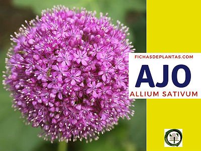 Ajo, Allium Sativum, Planta Medicinal