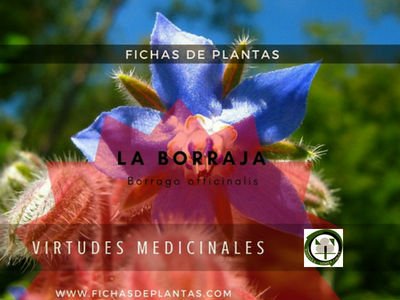 Borraja, Borago officinalis
