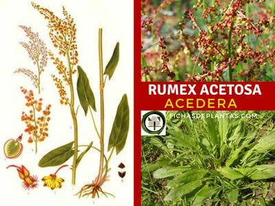 Rumex acetosa, Acedera