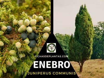 Enebro, Planta Medicinal