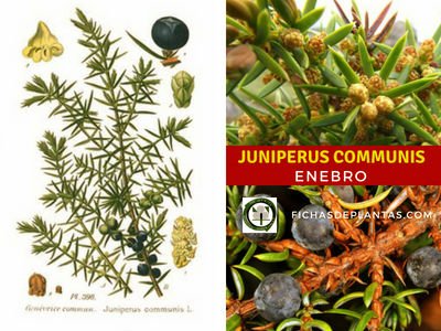 Juniperus communis, Enebro