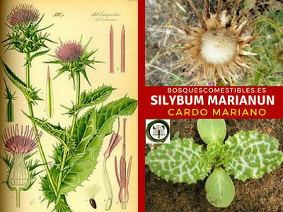Silybum marianun, Cardo Mariano