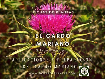 Cardo Mariano Planta del Mediterraneo