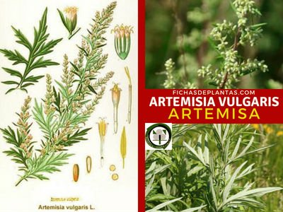 Artemisia vulgaris, Artemisa