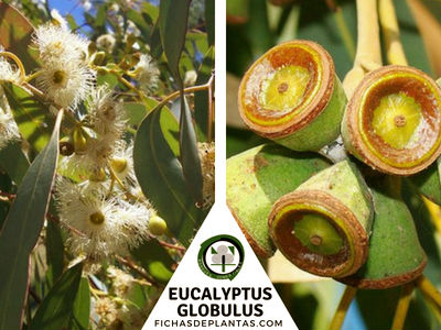 Eucalyptus globulus, Eucalipto