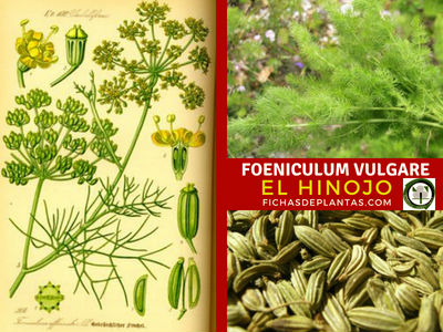 Foeniculum vulgare, Hinojo