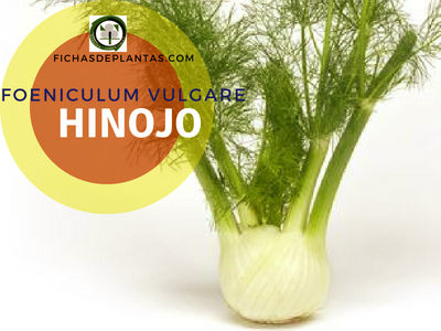 Hinojo Planta Medicinal y Aromática