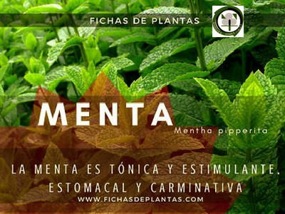 Menta, Menta pipperita, Planta Medicinal