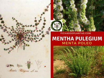 Mentha pulegium, Poleo Menta
