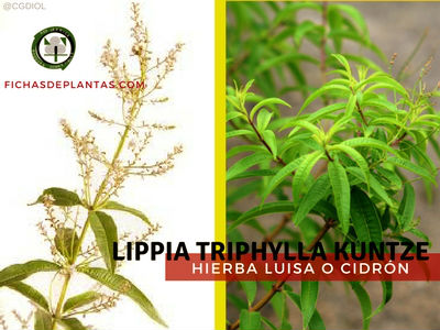 Lippia triphylla Kuntze, Hierba Luisa